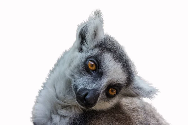 Lemur Sitzt Mit Dem Kopf Zur Seite Geneigt Der Ringelschwanzmaki lizenzfreie Stockfotos