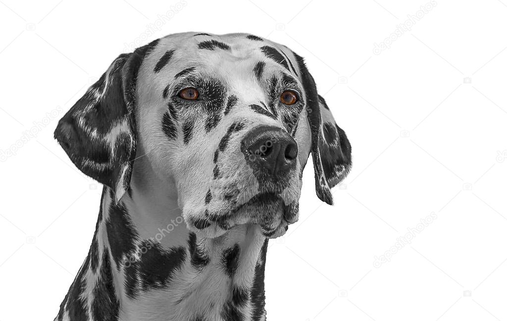 An isolated portrait of a Dalmatian looking forward. The Dalmatian is a breed of large-sized dog with a unique black coat with dappled spots. Can be used as a carriage dog.