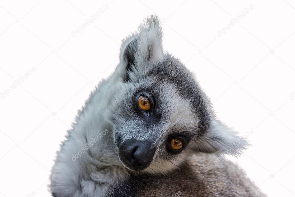 Lemur sits with its head tilted to one side. The ring-tailed lemur (L. catta) is a large strepsirrhine primate with long, black and white ringed tail. It's an endangered species of Madagascar.