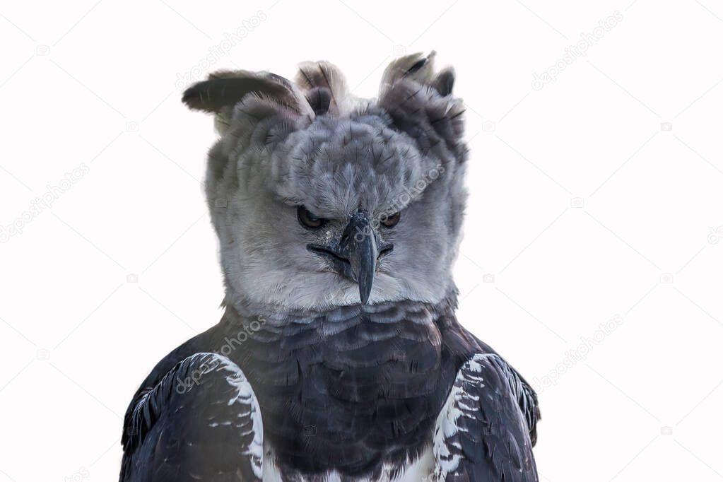 Isolated close-up three quarter portrait of a harpy eagle. The American harpy eagle (Harpia harpyja) lives in the tropical lowland rainforests of America. It's a Near Threatened species.