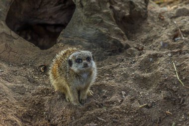 Mirket sakince kumun üzerinde duruyor ve yukarı bakıyor. Mirket (Suricata suricatta), Botswana ve Güney Afrika 'da bozkırlarda, çalılıklarda, otlaklarda ve çöllerde yaşayan küçük bir firavun faresidir..