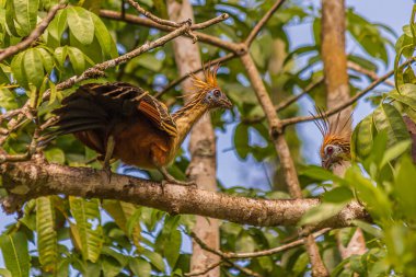 Hoatzin bir ağaç dalına oturur ve başka bir kuşa bakar. Hoatzin (Opisthocomus hoazin, sürüngen veya kokarca kuşu, kokuşmuş kuş veya Canje sülünü) Güney Amerika 'da bataklıklarda, ormanlarda ve mangrovlarda yaşar..