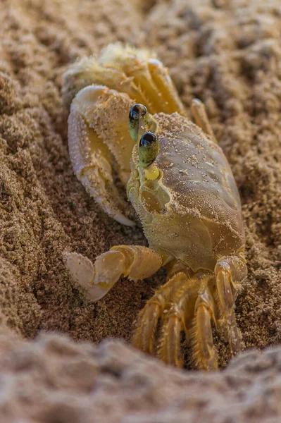 Den Lilla Krabban Kikar Försiktigt Från Sitt Djupa Sandhål Ocypode — Stockfoto