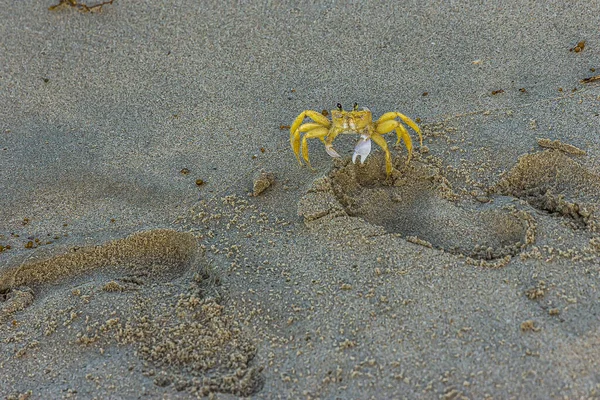 Malý Krab Písečné Pláži Zvedl Drápy Kvadrata Ocypoda Atlantský Duch — Stock fotografie