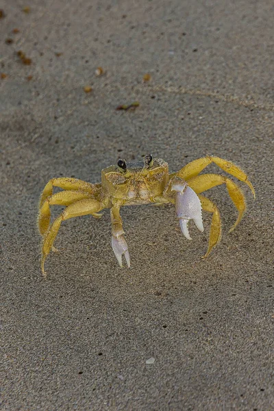 Eine Kleine Krabbe Einem Sandstrand Hat Ihre Krallen Gehoben Die — Stockfoto