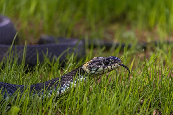 A non-venomous snake crawls in low green grass , sticking out its forked tongue. It\'s Natrix natrix (grass, ringed or water snake). It\'s often found near water and feeds on amphibians.