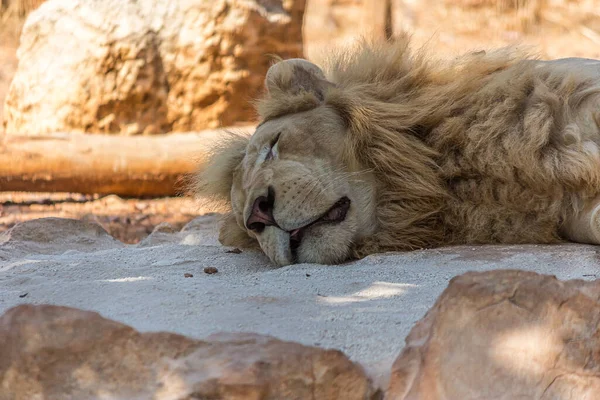 A large maned male lion lies on the sand and sleeps. The lion (Panthera leo) lives in grasslands, savannas and dense forests. It\'s a vulnerable species.