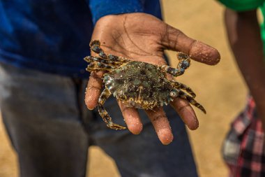 Çocuklar büyük bir Portunid yengeci yakaladılar, pençelerini kopardılar ve Sri Lanka adasındaki Hint Okyanusu kıyılarında işkence ettiler..