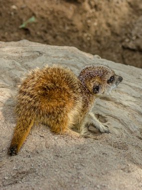 Küçük yavru mirket bir kayanın üzerinde oturur. Mirket (