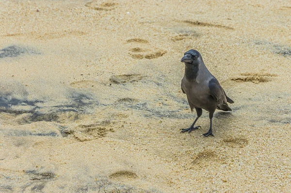 Corvo Senta Uma Praia Areia Perto Oceano Sri Lanka Pôr — Fotografia de Stock