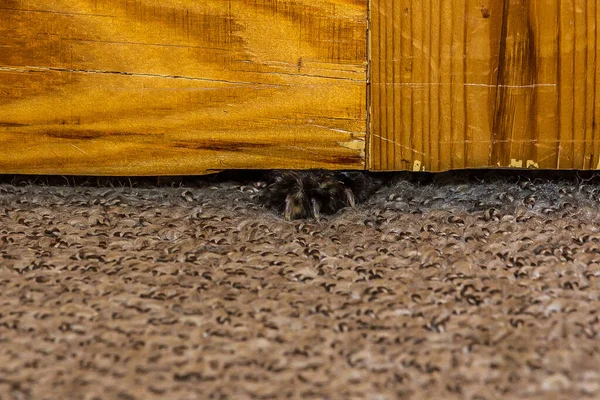 一只毛茸茸的黑猫的爪子从木门和地板之间的缝隙里爬出来 这只猫被锁在一个房间里 她很不高兴 想打开门 — 图库照片