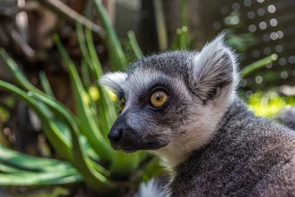 은앉아서 유심히 바라본다 여우원숭이 Ring Tailed Lemur Catta 줄무늬 꼬리를 — 스톡 사진