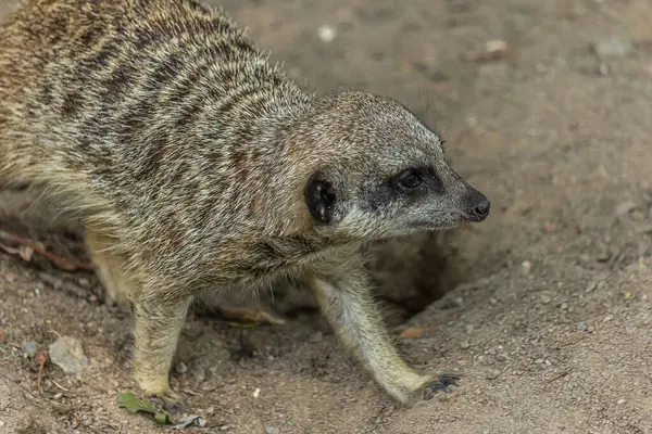 Das Erdmännchen Gräbt Ein Loch Den Sand Das Erdmännchen Suricata — Stockfoto