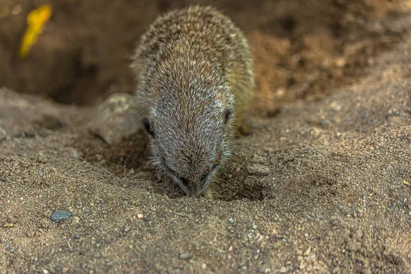 Meerkat Cava Buraco Areia Meerkat Suricata Suricatta Pequeno Mangusto Que — Fotografia de Stock