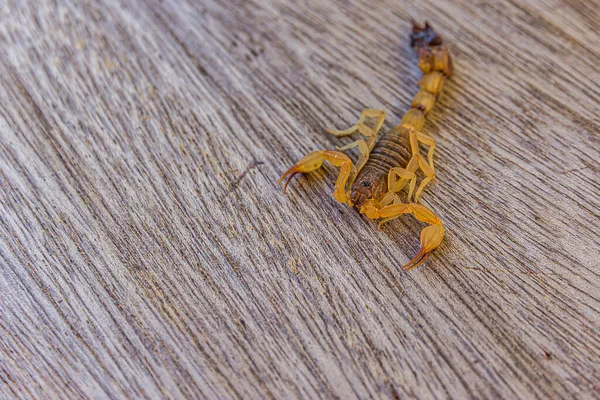 木地板上的黄蝎子威胁着爪子 蝎子是天蝎座的掠食性蜘蛛 它们有八条腿和毒刺 — 图库照片