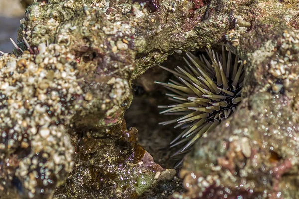 Sea urchin hid in coral in the surf. Sea urchins are members of the phylum Echinodermata, which also includes sea stars, sea cucumbers, brittle stars, and crinoids