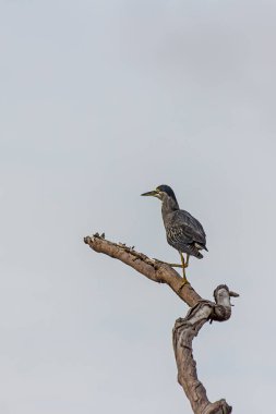 Küçük çizgili balıkçıl, gökyüzüne karşı uzun kuru bir dalda oturur. Çizgili, mangrov, küçük veya yeşil sırtlı balıkçıl (Butorides striata), orman ve sulak alanlarda yaşayan küçük bir kuş türüdür..