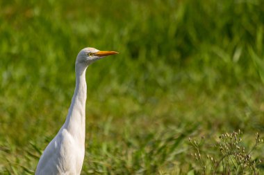 Çimlerin üzerinde beyaz bir balıkçıl portresi. Batılı sığır balıkçıl (