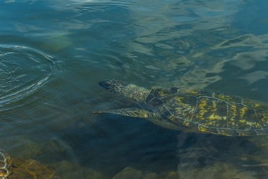 Yeşil deniz kaplumbağası (Chelonia mydas) kıyıya yakın denizde su altında yüzer. Chelonia mydas, Karadeniz ya da Pasifik Yeşil Kaplumbağası olarak da bilinir. Nesli tükenmekte olan bir tür..