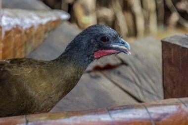 Chachalaca 'nın gagasında yiyecek var. Rufous-vented chachalaca (cocrico, guacharaca, Ortalis ruficauda) Güney Amerika 'nın tropik çalılıklarında yaşar..