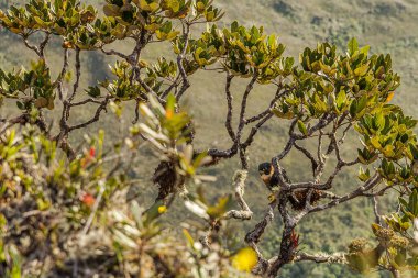 Tiny hawk, Roraima tepui veya montlarda (Brezilya, Guyana, Venezuela) bir ağacın dallarında bulunur. Accipiter superciliosus Güney Amerika ormanlarında yaşayan yırtıcı bir kuş türüdür..