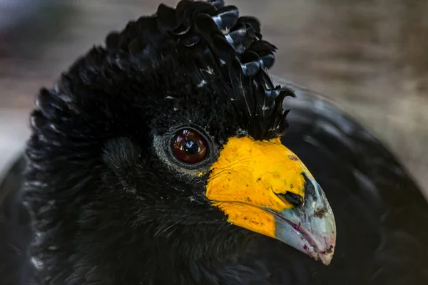 Retrato Curassow Preto Alector Caranguejo Também Conhecido Como Curassow Liso — Fotografia de Stock