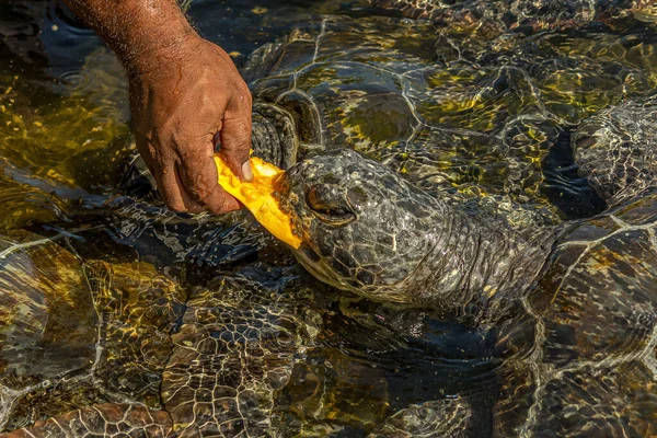 Uomo Nutre Una Tartaruga Marina Verde Chelonia Mydas Con Papaia — Foto Stock