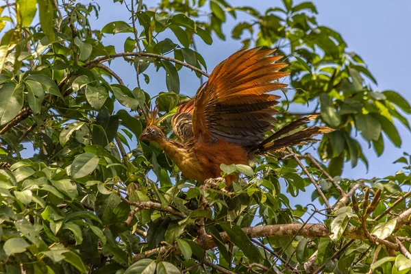 Hoatzin Est Assis Sur Une Branche Arbre Bat Des Ailes — Photo