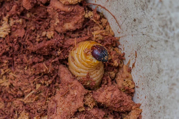 Uma Larva Laranja Grande Espessa Emergiu Chão Uma Larva Uma — Fotografia de Stock