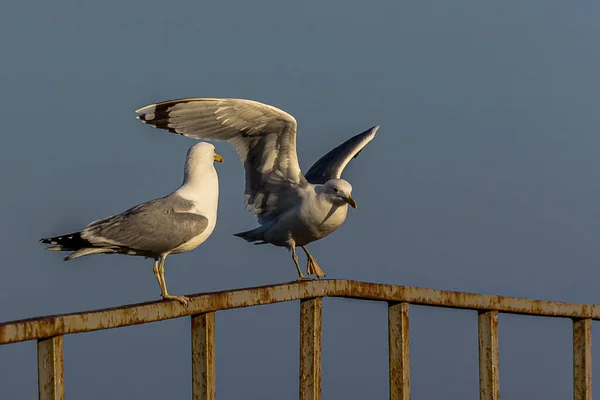 Group Two Seagulls Gulls Stand Row Seaside Railing Golden Hour — Stock Photo, Image