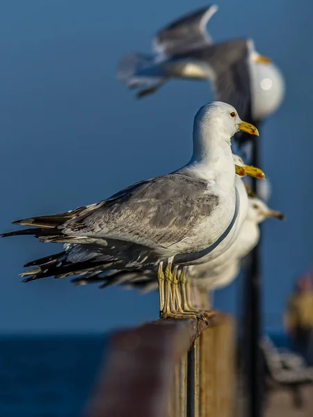 Eine Gruppe Von Mehreren Möwen Oder Möwen Steht Einer Reihe — Stockfoto