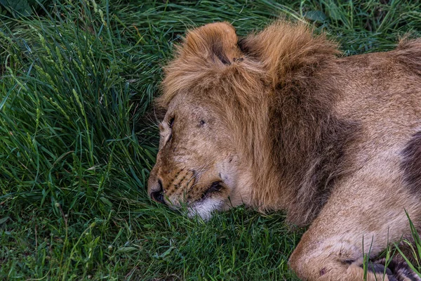 一头成年雄狮躺在草地上睡觉 Panthera Leo 生活在草原 草原和茂密的森林里 这是一个脆弱的物种 — 图库照片