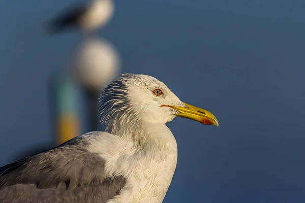 Porträt Einer Möwe Oder Einer Möwe Die Zur Goldenen Stunde — Stockfoto