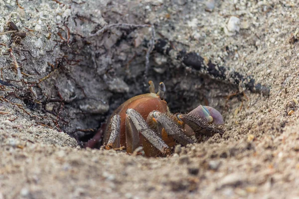 Caranguejo Terrestre Cardisoma Carnifex Espreita Para Fora Seu Buraco Inspeciona — Fotografia de Stock