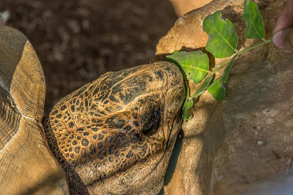 Niña Alimenta Una Tortuga Elefante Grande Chelonoidis Elephantopus Con Una — Foto de Stock