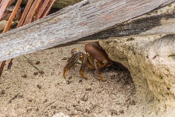 Caranguejo Terrestre Cardisoma Carnifex Temerosamente Senta Perto Seu Buraco Prepara — Fotografia de Stock