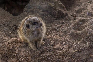 Mirket sakince kumun üzerinde duruyor ve yukarı bakıyor. Mirket (Suricata suricatta), Botswana ve Güney Afrika 'da bozkırlarda, çalılıklarda, otlaklarda ve çöllerde yaşayan küçük bir firavun faresidir..