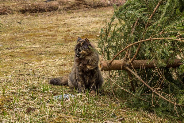 Gato Preto Macio Persa Senta Grama Lado Uma Árvore Natal — Fotografia de Stock