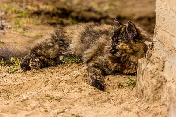 A black fluffy Persian cat lies on the sand near the building and looks to the side. She is safe and unafraid, but alert. This is a tortoiseshell (tortie) Persian smoky cat.