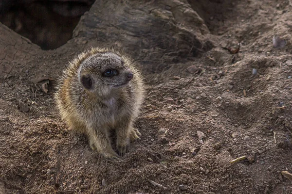 肉棒は砂の上に静かに立ち 上を見上げます メルカット Suricata Suricatta ボツワナと南アフリカのサバンナ シュルーブランド 砂漠に住む小さなマンゴーです — ストック写真