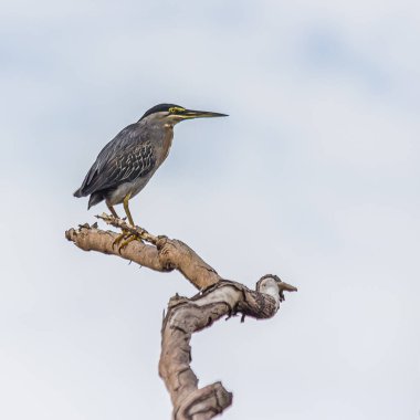 Küçük çizgili balıkçıl, gökyüzüne karşı uzun kuru bir dalda oturur. Çizgili, mangrov, küçük veya yeşil sırtlı balıkçıl (Butorides striata), orman ve sulak alanlarda yaşayan küçük bir kuş türüdür..