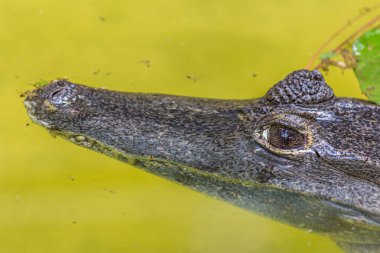 Amerikan timsahının yakın plan portresi. Amerikan timsahı (Crocodylus acutus) Amerika ve Karayipler 'in ormanlık ve kıyı bölgelerinde yaşar. Nesli tükenmekte olan bir tür..