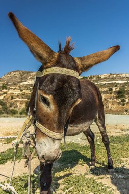Donkey tied up and dressed in harness stands on the road in the rocky mountains and looks straight ahead. Donkey (Equus africanus asinus) is a domesticated the African wild ass (horse family Equidae).