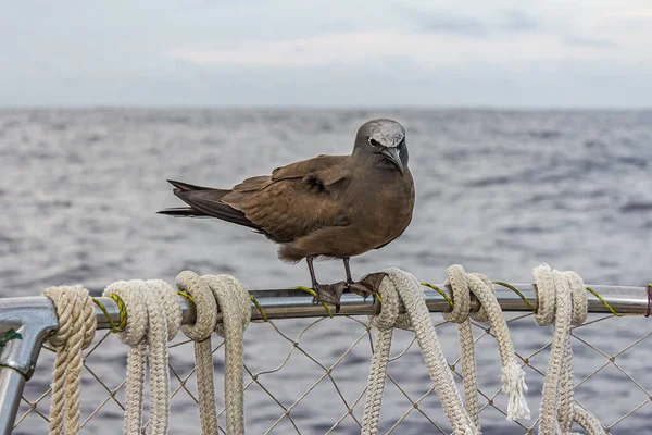 Clin Œil Trouve Sur Rambarde Yacht Milieu Océan Pacifique Anous — Photo