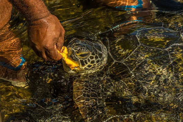 Homem Alimenta Uma Tartaruga Marinha Verde Chelonia Mydas Com Mamão — Fotografia de Stock