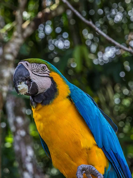 Portrét Velkého Pestrobarevného Papouška Macaa Drobečkem Ústech Ara Ararararauna Modro — Stock fotografie