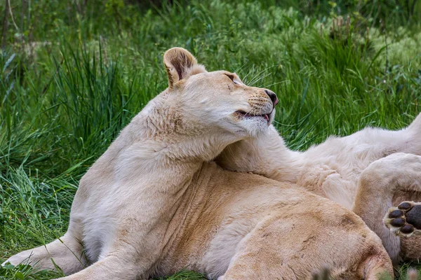 两只年轻的母狮躺在草地上互相爱抚 Panthera Leo 生活在草原 草原和茂密的森林里 这是一个脆弱的物种 — 图库照片