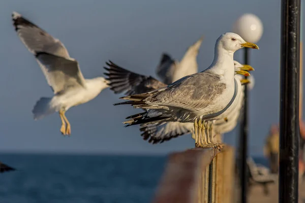 Eine Gruppe Von Mehreren Möwen Oder Möwen Steht Einer Reihe — Stockfoto