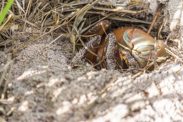 Caranguejo Terrestre Cardisoma Carnifex Escondido Seu Buraco Areia Uma Espécie — Fotografia de Stock