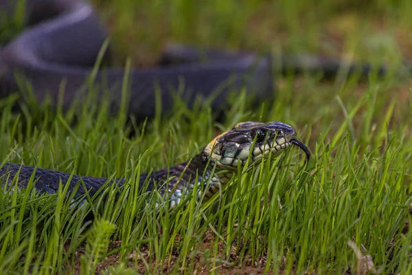 A non-venomous snake crawls in low green grass , sticking out its forked tongue. It\'s Natrix natrix (grass, ringed or water snake). It\'s often found near water and feeds on amphibians.